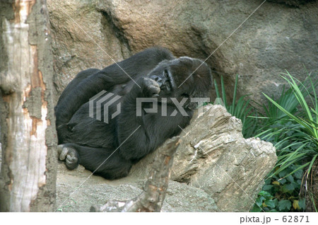 類人猿 霊長類 上野動物園 ごりらの写真素材 Pixta