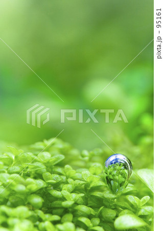 気泡 水草 水槽 酸素の写真素材 気泡 水草 水槽 酸素の写真素材