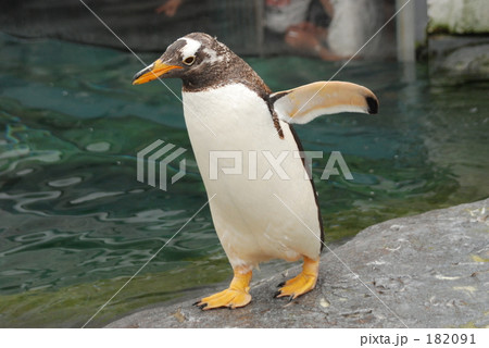 空飛ぶペンギン よちよち歩き 横姿 徒歩の写真素材