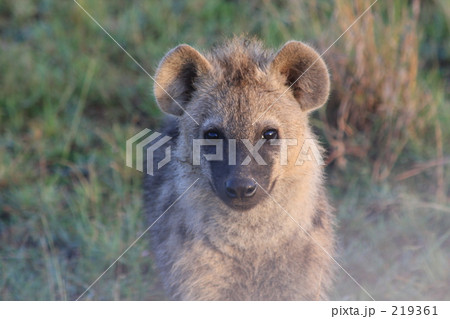 動物 ハイエナ 子供 赤ちゃんの写真素材