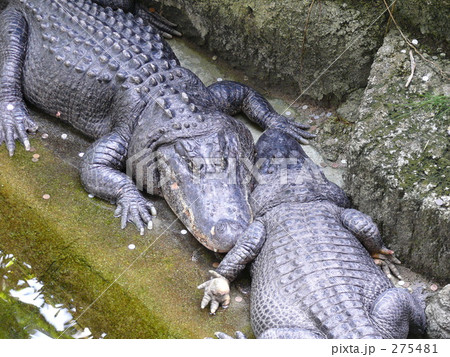 鰐 東山動物園 爬虫類 動物の写真素材