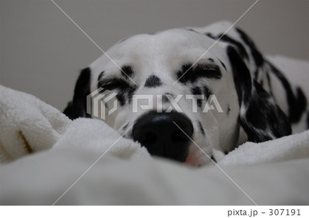 Dalmatian 垂れ耳 ぶち犬の写真素材