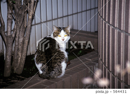 サバネコの写真素材