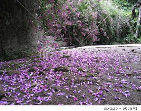 こぼれ花の写真素材