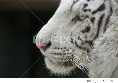 幸運を呼ぶ動物 ベンガルトラの白変種 白いトラの写真素材