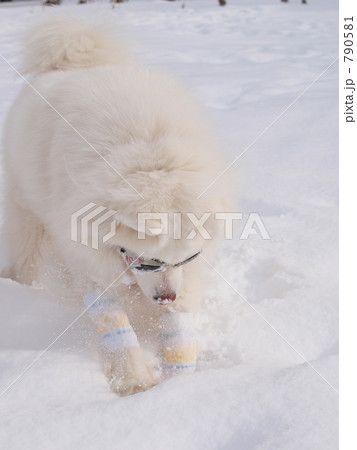 犬 積雪 掘る 白色の写真素材