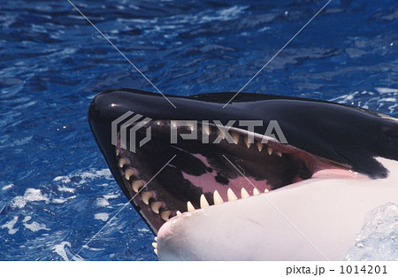 牙 シャチ アップ 白黒の写真素材