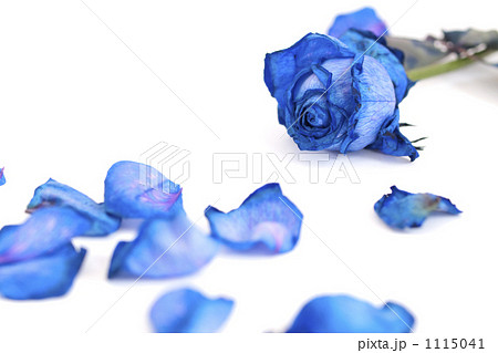 青いバラ 花びらの写真素材