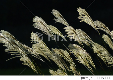 ススキ 植物 秋 モノクロの写真素材
