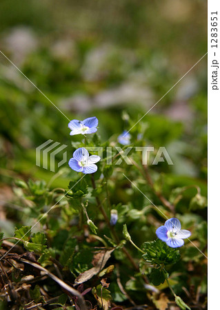 草叢に咲く犬ふぐり 小さいながら可憐な花 の写真素材