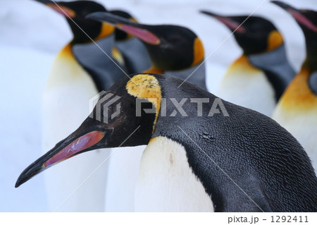 Penguin Photos - Pixta