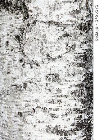 木の幹 テクスチャー テクスチャ 白樺 表皮の写真素材