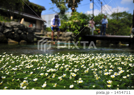 ファッションシーンで話題のこれから流行るブランド12選 梅花藻の写真素材 PIXTA - 絵画