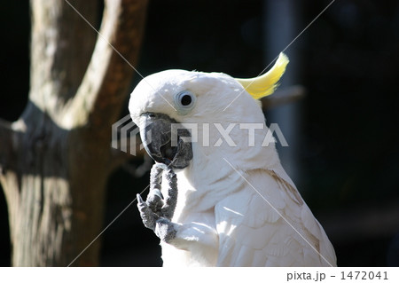 シロビタイムジオウムの写真素材