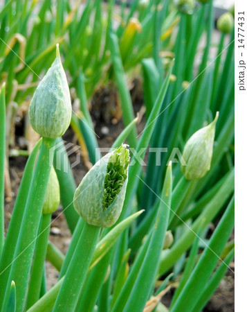 ネギの花の写真素材