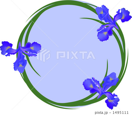 3 あやめ 青い花の写真素材
