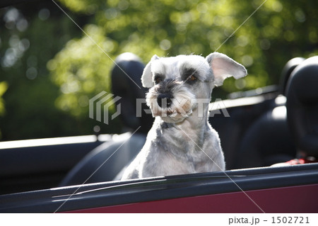 車 オープンカー 犬 ドライブの写真素材