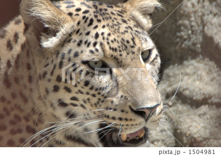 ペルシャヒョウの写真素材