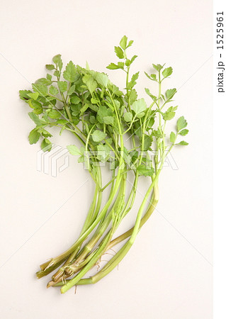 山野菜日本芹菜水芹蔬菜照片素材