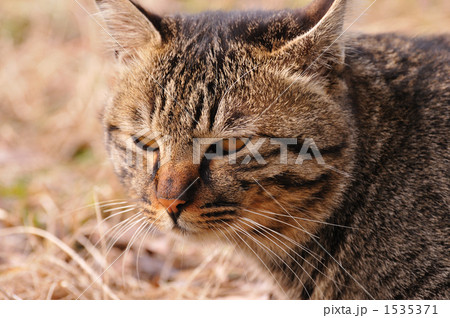 見つめる 猫 野良猫 まだら模様の写真素材 - PIXTA