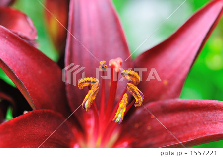 雄しべ ユリ科 ゆりの花 ワインレッドの写真素材