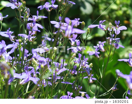 ロベリヤ 花 紫色の写真素材