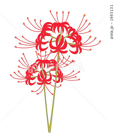 彼岸花 リコリス 秋の花 シンプルの写真素材