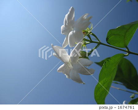 ピカケ 花の写真素材