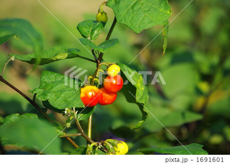 ひらなす 飾り茄子 平茄子 花茄子の写真素材