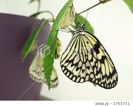 オオゴマダラ マダラチョウ 蝶 羽化の写真素材