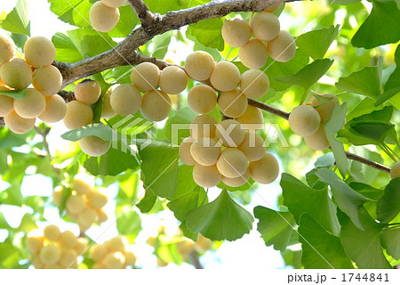 イチョウの実の写真素材