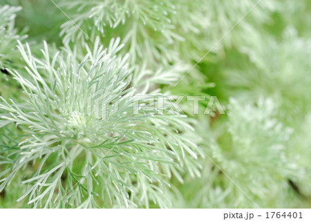 アルテミシア 植物の写真素材