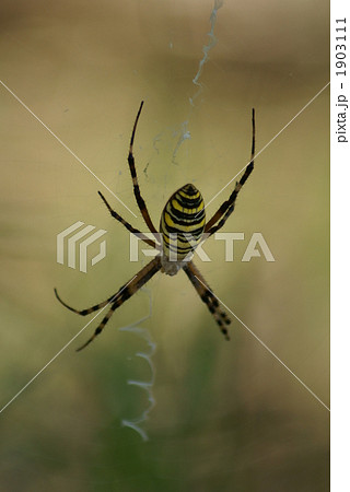 足長蜘蛛 茶色 黄色の写真素材 足長蜘蛛 茶色 黄色の写真素材
