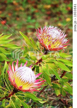 王者の風格 花言葉 の写真素材