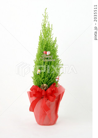 ゴールドクレスト クリスマスツリーの写真素材