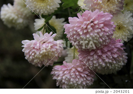 花 菊 ポンポン菊 丸い菊の写真素材