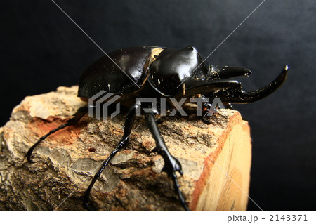 アクティオンゾウカブトの写真素材