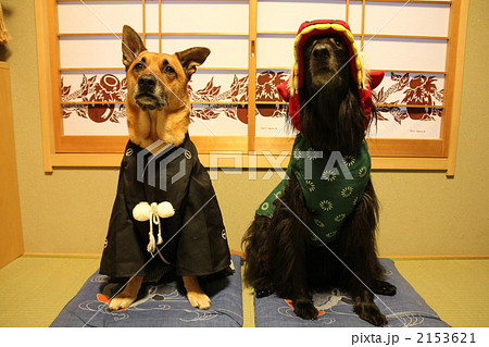 犬 大型犬 晴れ着 紋付袴の写真素材