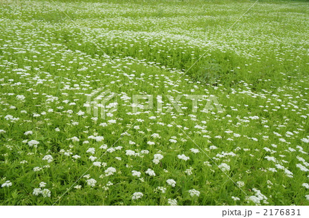 セリ畑の写真素材