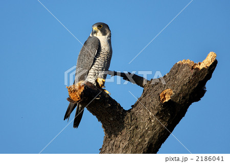 鷹遊隼鳥兒鳥照片素材