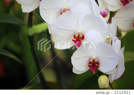 赤いランの花の写真素材 - PIXTA