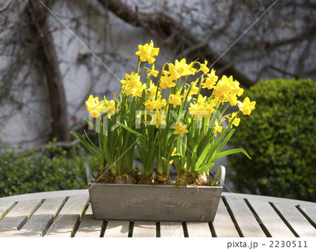 水仙 鉢植え スイセン テーブルの写真素材 - PIXTA