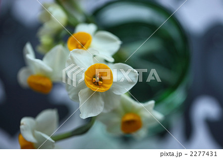 雪中花の写真素材 - PIXTA