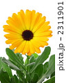 カレンジュラ 花言葉 慈愛 Calendulaの写真素材