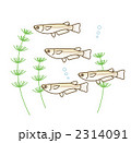 メダカの卵のイラスト素材