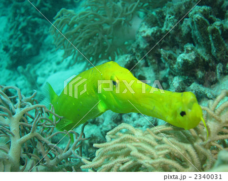 ヘラヤガラ ヤガラ 黄色 沖縄 魚類 細長い魚の写真素材