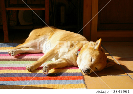 犬の寝顔の写真素材