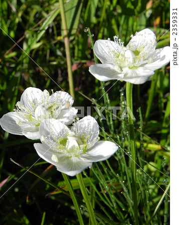 ウメバチソウ 高山植物 白い花 尾瀬の写真素材