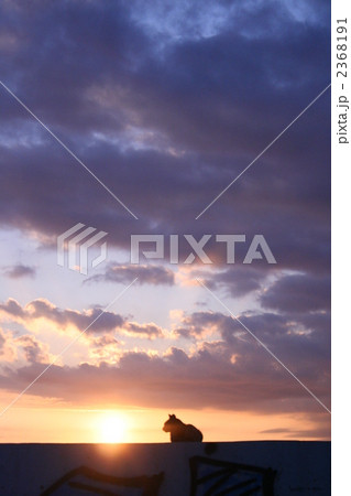 猫 夕日 郷愁 貝塚人工島の写真素材