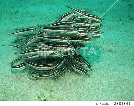 ヒゲのある魚 ストライプの写真素材